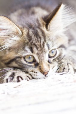 Sibirya doğurmak tırmalamak posta üzerinde oynarken kahverengi köpek yavrusu