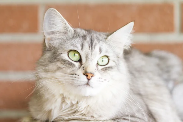 Adult catof siberian breed, silver version, on the scratching po — Stock Photo, Image