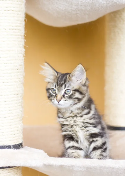 Brown puppy of siberian breed playing on the scratching post — Stock Photo, Image