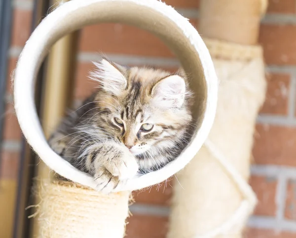 褐色的小狗的皮毛的西伯利亚狗玩猫抓柱 — 图库照片