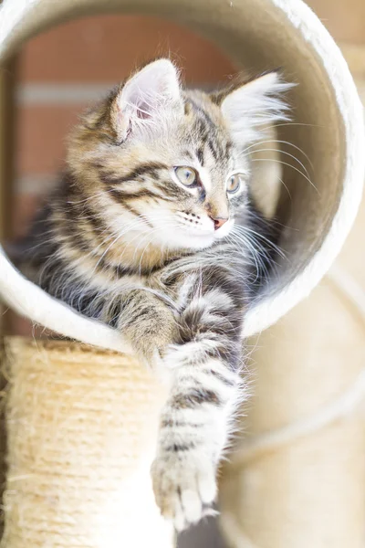 Brown puppy of siberian breed playing on the scratching post — Stock Photo, Image