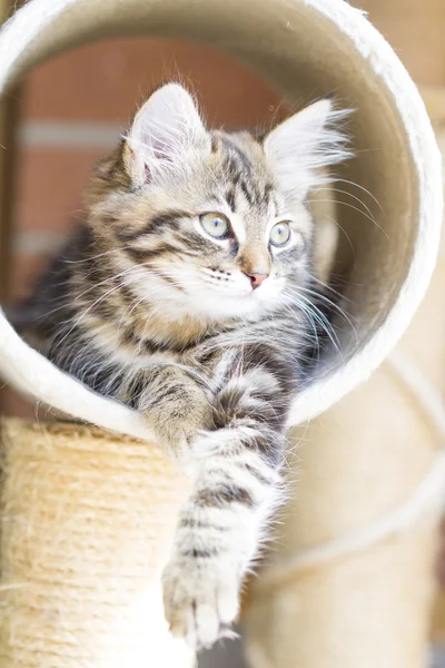 Brown puppy of siberian breed playing on the scratching post — Stock Photo, Image