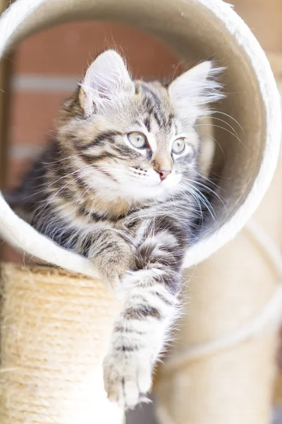 Brown puppy of siberian breed playing on the scratching post — Stock Photo, Image