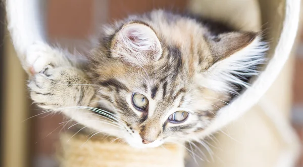 Brown puppy of siberian breed playing on the scratching post — Stock Photo, Image