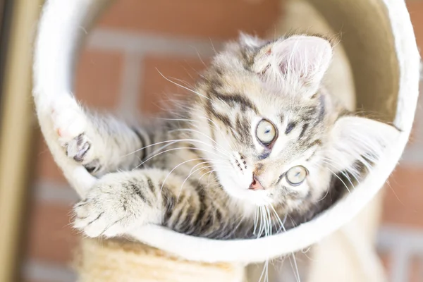 Brown puppy of siberian breed playing on the scratching post — Stock Photo, Image