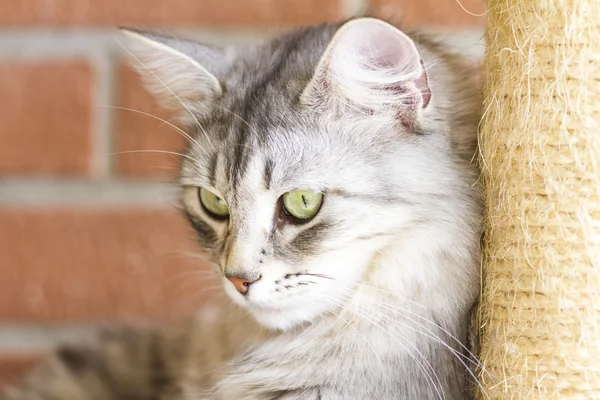 Adult catof siberian breed, silver version, on the scratching po — Stock Photo, Image
