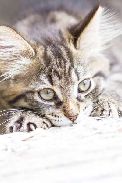 Brown puppy of siberian breed playing on the scratching post — Stock Photo, Image