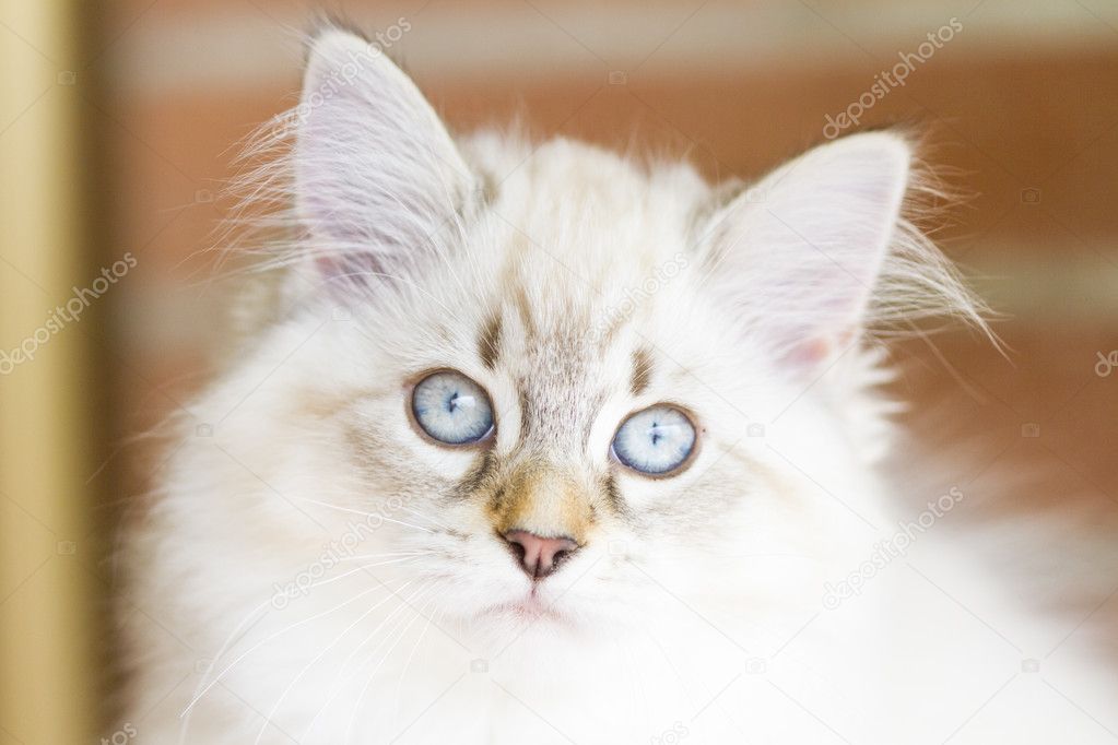 white puppy of siberian cat, playing with a feather on the scrat