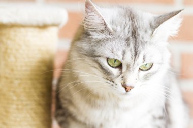 Yetişkin catof Sibirya doğurmak, gümüş sürüm, tırmalamak po