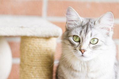 Yetişkin catof Sibirya doğurmak, gümüş sürüm, tırmalamak po
