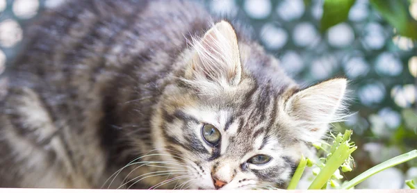 Cachorro marrón de raza siberiana jugando en el poste de rascado — Foto de Stock