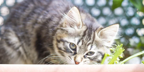 褐色的小狗的皮毛的西伯利亚狗玩猫抓柱 — 图库照片