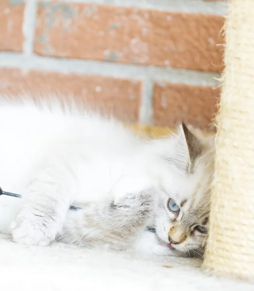 White puppy of siberian cat, playing with a feather on the scrat — Stock Photo, Image