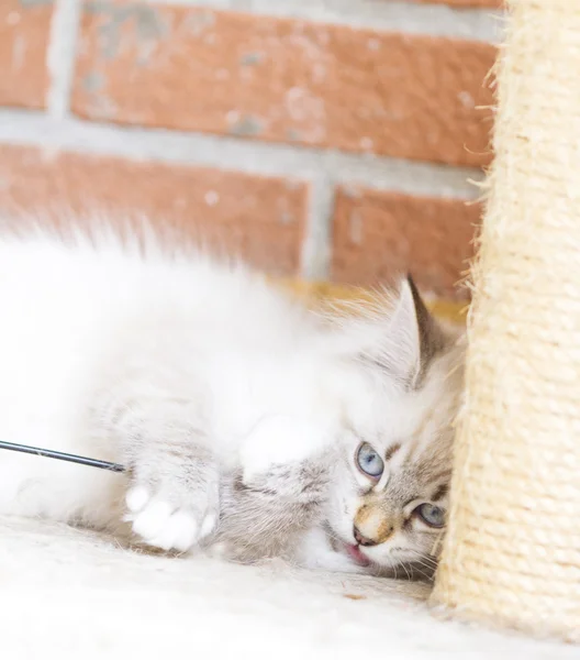 Witte pup van Siberische Kat, spelen met een veer op de scrat — Stockfoto