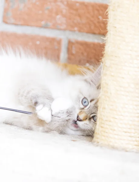 White puppy of siberian cat, playing with a feather on the scrat — Stock Photo, Image