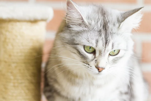 Adult catof siberian breed, silver version, on the scratching po — Stock Photo, Image