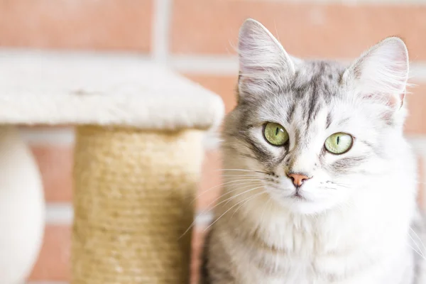 Gato adulto de raza siberiana, versión plateada, en el po rascado —  Fotos de Stock