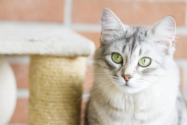 Volwassen catof Siberische ras, zilveren versie, op de krassen po — Stockfoto