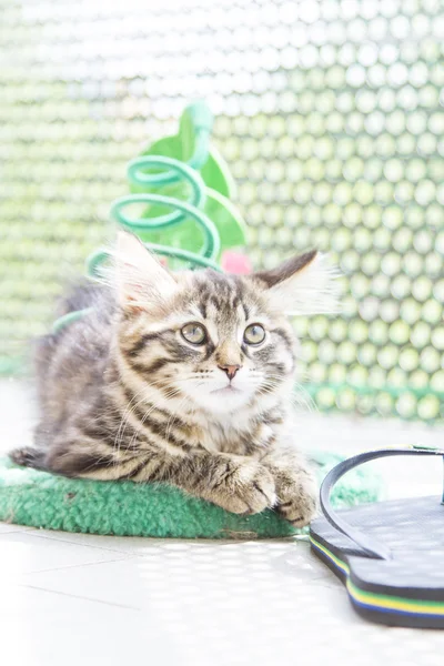 Brown puppy of siberian breed playing on the scratching post — Stock Photo, Image