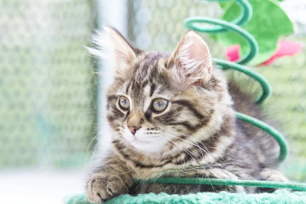 Brown puppy of siberian breed playing on the scratching post — Stock Photo, Image