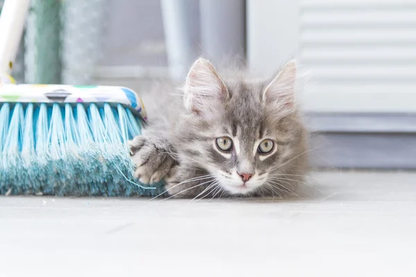 bir süpürge ile oynayan kedi mavi köpek yavrusu