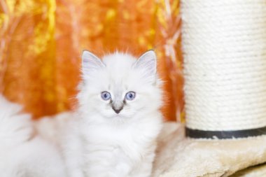 Sibirya doğurmak, neva maskeli balo sürüm beyaz kedicik