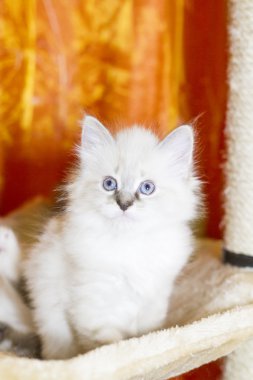 Sibirya doğurmak, neva maskeli balo sürüm beyaz kedicik