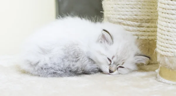 Puppy of siberian cat, white neva masquerade — Stock Photo, Image