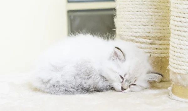 Puppy of siberian cat, white neva masquerade — Stock Photo, Image
