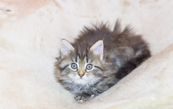 Cucciolo di gatto siberiano, versione marrone — Foto Stock