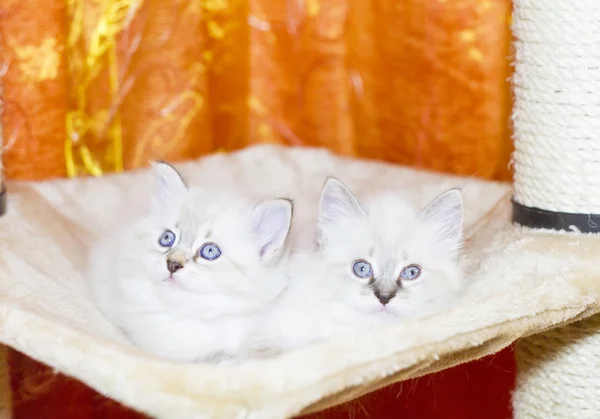 White puppies of cat, siberian breed — Stock Photo, Image