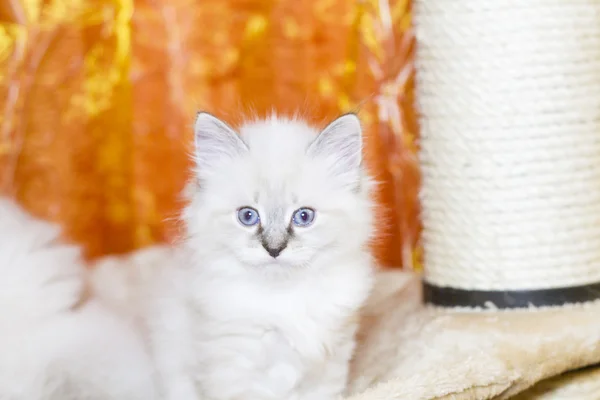White kitty of siberian breed, neva masquerade version — Stock Photo, Image
