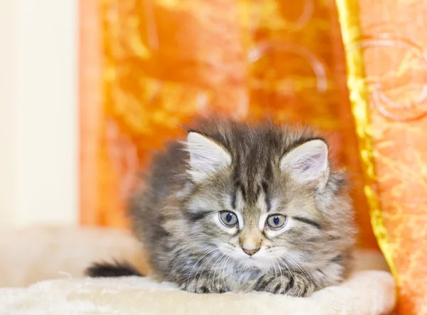Sibirya yavru kedi, kahverengi sürüm — Stok fotoğraf