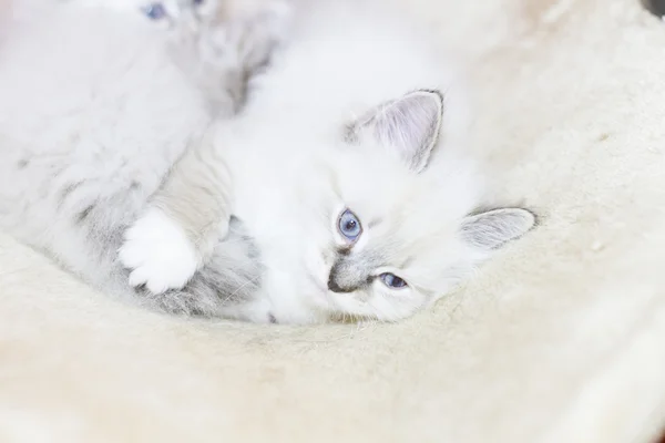 Štěně sibiřská kočka, bílý neva masquerade — Stock fotografie