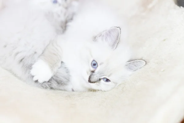 Щенок сибирской кошки, белый маскарад Невы — стоковое фото