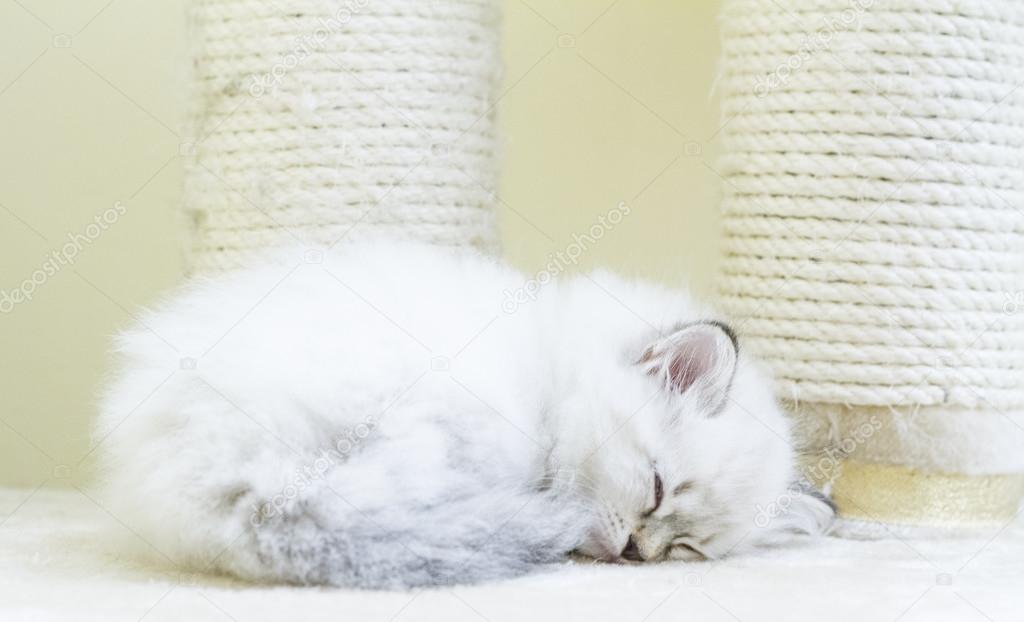 puppy of siberian cat, white neva masquerade