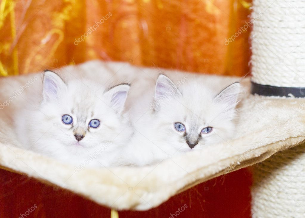 Cuccioli Bianchi Del Gatto Razza Siberiana Foto Stock Endomass