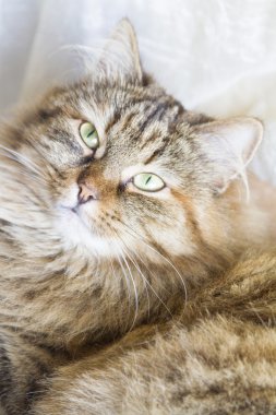 sevimli kedi yavrusu Sibirya doğurmak