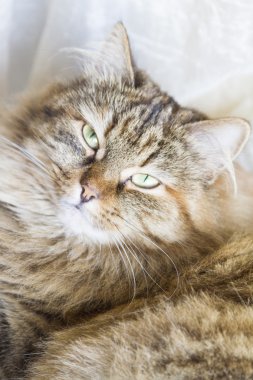 güzel kedi yüz, kahverengi Sibirya doğurmak