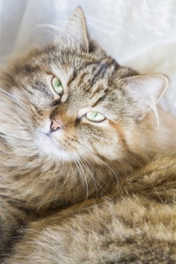 güzel kedi yüz, kahverengi Sibirya doğurmak