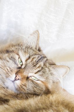 güzel kedi yüz, kahverengi Sibirya doğurmak