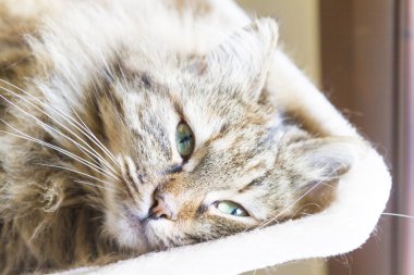 kedi, tatlı Sibirya yavru kedi sarılma