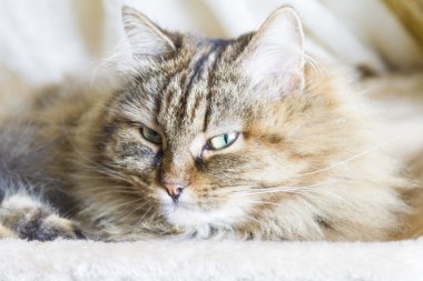 ihale gözleri siberian kedi