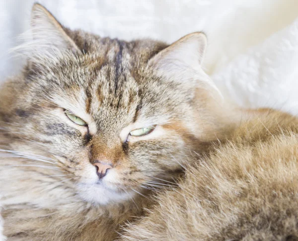 Schattige kat, vrouwelijke — Stockfoto