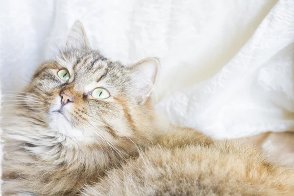 Adorable cat, female — Stock Photo, Image