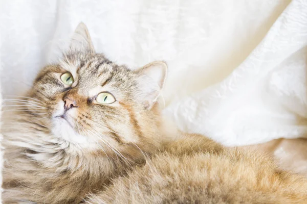 Bedårande katt, kvinnliga — Stockfoto