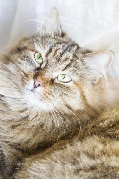 Urocza kotka rasy syberyjski — Zdjęcie stockowe