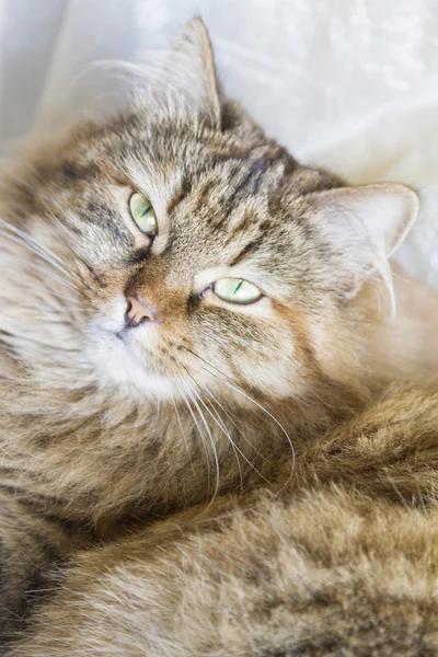 Schönes Katzengesicht, braune sibirische Rasse — Stockfoto