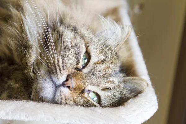 Zoete ogen van kat — Stockfoto