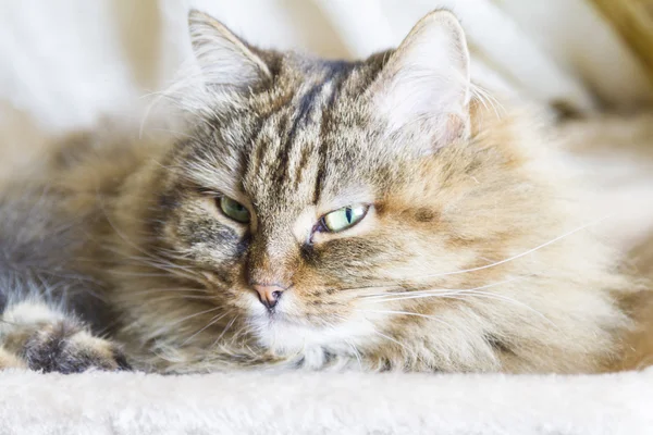 Olhos ternos de gato siberiano — Fotografia de Stock